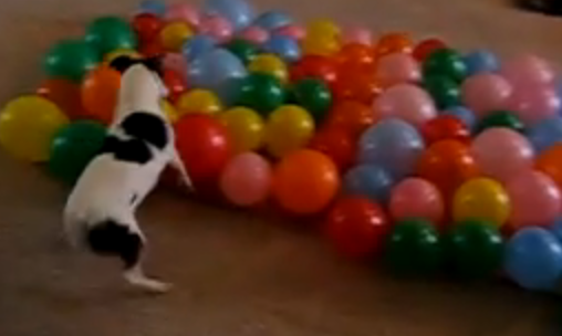 Dog vs. Balloons